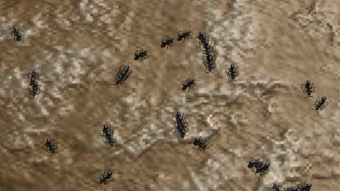 marching_ants.jpg